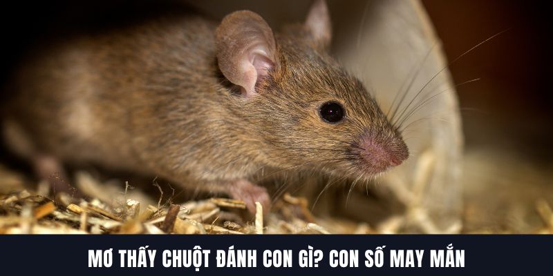 Giải mã giấc mộng – Gợi ý con số đổi đời!
