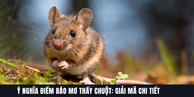 Khám phá mơ thấy chuột đánh con gì – Tìm vận may hôm nay!