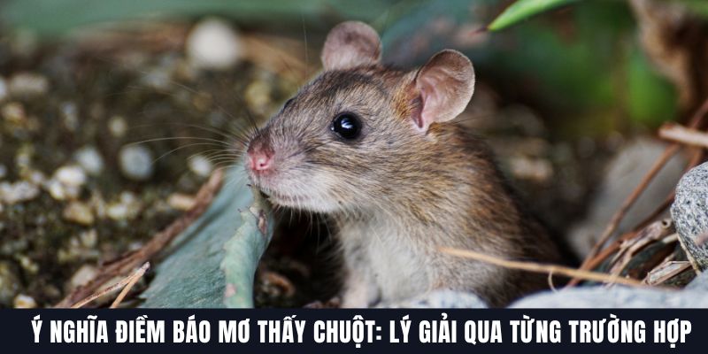 Mơ thấy chuột đánh con gì? Đừng bỏ lỡ con số lộc phát!